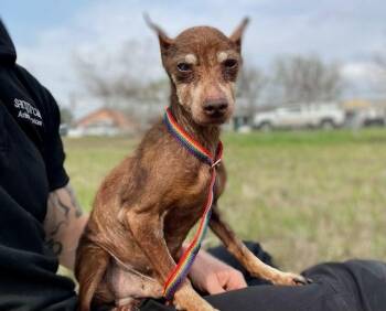 Miniature Pinscher Dogs Available for Adoption - Ricardo | PetCurious