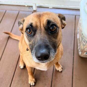 Alice -  Mixed Breed Dog for Adoption in Sandwich, Massachusetts - Alice | PetCurious