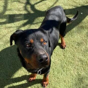 SAFI -  Rottweiler Dog for Adoption in New York, New York - SAFI | PetCurious