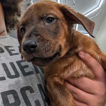 Whopper -  Black And Tan Coonhound and Black Mouth Cur Dog for Adoption in Blue Earth, Minnesota - Whopper | PetCurious