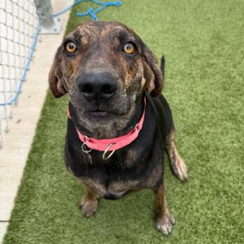 Hallie -  Plott Hound Dog for Adoption in Cody, Wyoming - Hallie | PetCurious