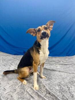 Terrier and Shepherd Dogs Available for Adoption - Ranger | PetCurious