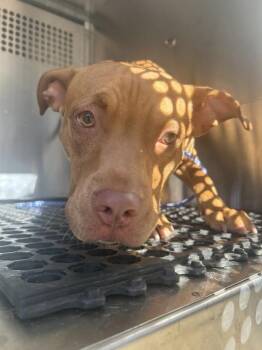 Rusty -  Pit Bull Terrier Dog for Adoption in Austin, Texas - Rusty | PetCurious