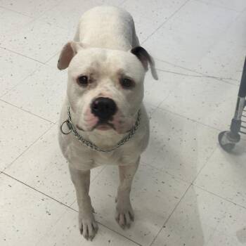 Purrlock Holmes -  Mixed Breed Dog for Adoption in Davenport, Iowa - Purrlock Holmes | PetCurious