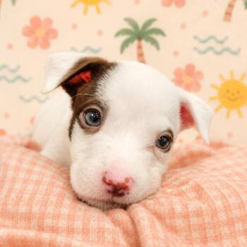 Breeze -  Mixed Breed Dog for Adoption in Brockton, Massachusetts - Breeze | PetCurious