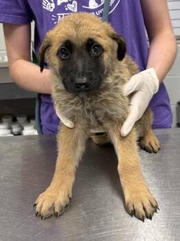 Tina -  Mixed Breed Dog for Adoption in West Chester, Pennsylvania - Tina | PetCurious