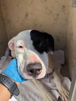Anastasia -  Pit Bull Terrier and Mixed Breed Dog for Adoption in Honolulu, Hawaii - Anastasia | PetCurious
