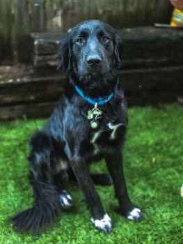 Nick (Buddy) -  Flat Coated Retriever Dog for Adoption in Coldwater, Michigan - Nick (Buddy) | PetCurious