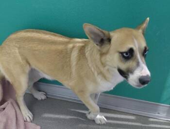 Laura -  Shepherd and Corgi Dog for Adoption in Tulare, California - Laura | PetCurious