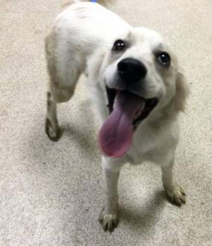 Terrier and Mixed Breed Dogs Available for Adoption in Riverside, California - HAMMY | PetCurious