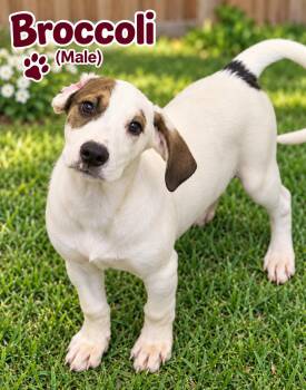 Broccoli (m) -  Hound and Australian Cattle Dog Blue Heeler Dog for Adoption in Nashville, Tennessee - Broccoli (m) | PetCurious