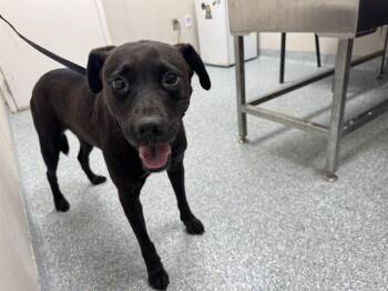 HAZEL -  Labrador Retriever and Mixed Breed Dog for Adoption in Rowlett, Texas - HAZEL | PetCurious