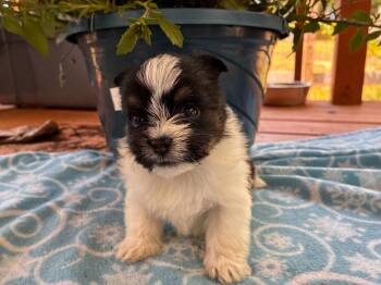 Yorkshire Terrier Dogs Available for Adoption in Pacolet, South Carolina - Kanan Apr 26 - Available For Adoption 6/10/26 | PetCurious
