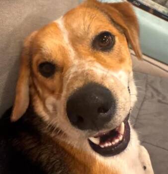 Otis -  Hound and Mixed Breed Dog for Adoption in Chester, Maryland - Otis | PetCurious