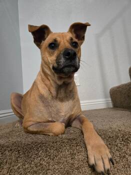 Rescue Labrador Retriever Dogs for Adoption in Los Angeles, California - Oreo | PetCurious