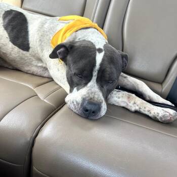 Hunter -  Mixed Breed Dog for Adoption in Duncan, Oklahoma - Hunter | PetCurious