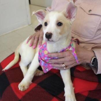 Shepherd Dogs Available for Adoption - Vixen | PetCurious