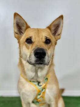 Lucia Gomez-One of our Amazing Rescue Dogs -  German Shepherd Dog and Mixed Breed Dog for Adoption in Carlsbad, California - Lucia Gomez-One Of Our Amazing Rescue Dogs | PetCurious