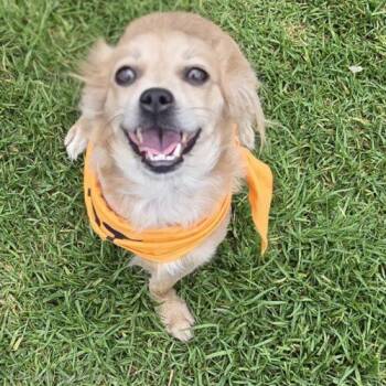 SOLARA -  Chihuahua and Mixed Breed Dog for Adoption in San Juan Capistrano, California - SOLARA | PetCurious