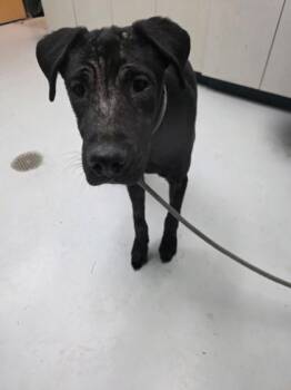 Mixed Breed Dogs Available for Adoption in Savannah, Georgia - Sidney | PetCurious