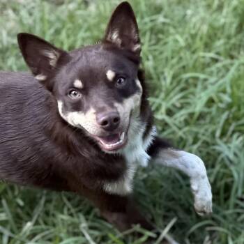 Cleatus -  Australian Kelpie and Chihuahua Dog for Adoption in Andover, Massachusetts - Cleatus | PetCurious