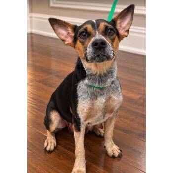 Penny -  Australian Cattle Dog Blue Heeler and Beagle Dog for Adoption in Boulder, Colorado - Penny | PetCurious