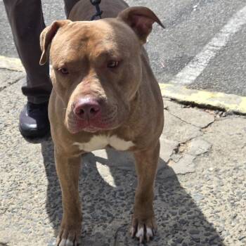 Apollo -  Pit Bull Terrier Dog for Adoption in Newark, New Jersey - Apollo | PetCurious