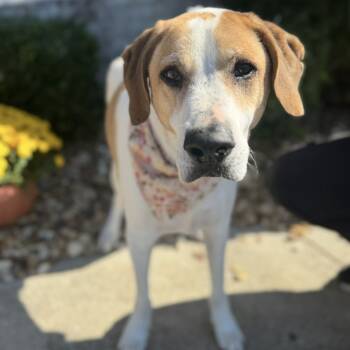 Rescue Hound Dogs for Adoption in Helena, Alabama - Lucky | PetCurious