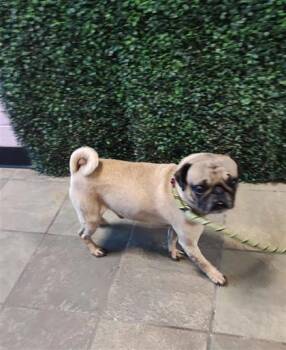 Pug and Mixed Breed Dogs Available for Adoption in El Paso, Texas - 60830981 | PetCurious