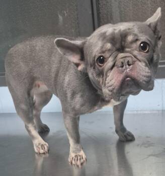 Ic-2 -  French Bulldog Dog for Adoption in Lawrenceville, Georgia - Ic-2 | PetCurious