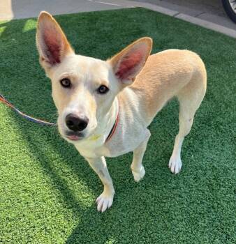 Rescue Cattle Dog Dogs for Adoption in Tulsa, Oklahoma - Leopold | PetCurious