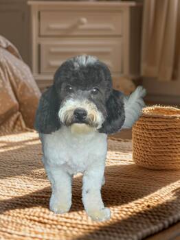 Bichon Frise and Poodle Dogs Available for Adoption in Seaford, Delaware - Rocky Road | PetCurious