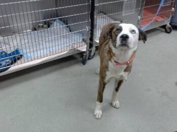 DEBS -  Pit Bull Terrier Dog for Adoption in Salinas, California - DEBS | PetCurious