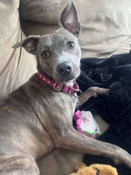Rescue Dutch Shepherd Dogs for Adoption in Cleveland, Ohio - Ruie | PetCurious