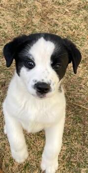 Border Collie and Labrador Retriever Dogs Available for Adoption - Wiggy | PetCurious