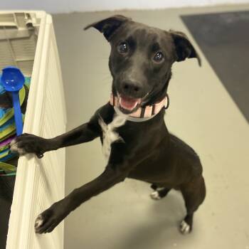 Rescue Mixed Breed Dogs for Adoption in Wantagh, New York - Spur | PetCurious