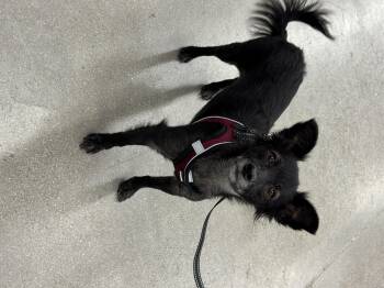 Rescue Chihuahua Dogs for Adoption in Las Vegas, Nevada - SCORPIOUS | PetCurious