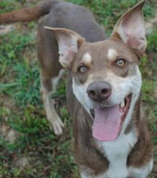 Connie -  Mixed Breed Dog for Adoption in Freedom, Wisconsin - Connie | PetCurious