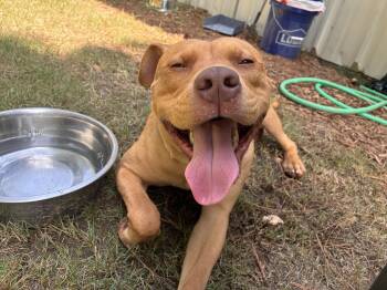 Ranger -  Mixed Breed Dog for Adoption in Beech Island, South Carolina - Ranger | PetCurious