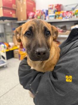 Shepherd and Mixed Breed Dogs Available for Adoption - Whiskey | PetCurious