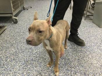WILLOW SCOUT -  Pit Bull Terrier Dog for Adoption in Thousand Palms, California - WILLOW SCOUT | PetCurious