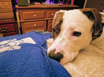 JoJo - Bloomfield, NM -  American Bulldog and Pointer Dog for Adoption in Boulder, Colorado - JoJo - Bloomfield, NM | PetCurious