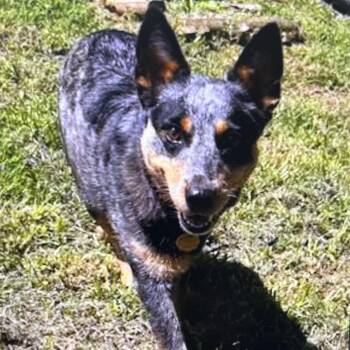 Bella -  Australian Cattle Dog Blue Heeler and Mixed Breed Dog for Adoption in Marble, North Carolina - Bella | PetCurious