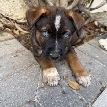 Pebble -  Cattle Dog and Husky Dog for Adoption in West Hollywood, California - Pebble | PetCurious