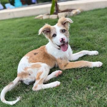 Border Collie Dogs Available for Adoption in The Woodlands, Texas - Stellae  | PetCurious