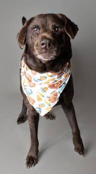 Rescue Labrador Retriever and Mixed Breed Dogs for Adoption in Morristown, New Jersey - Tootsie - Available In Foster | PetCurious