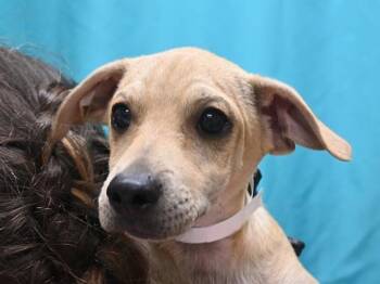 Bananagram -  Chihuahua Dog for Adoption in Portland, Oregon - Bananagram | PetCurious