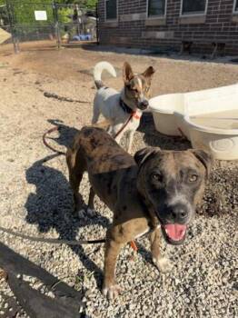 Mixed Breed Dogs Available for Adoption in Chamblee, Georgia - Denim | PetCurious