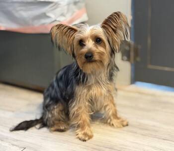 Mimi -  Yorkshire Terrier Dog for Adoption in Canutillo, Texas - Mimi | PetCurious