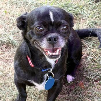 Katie -  Chihuahua Dog for Adoption in Greensboro, North Carolina - Katie | PetCurious